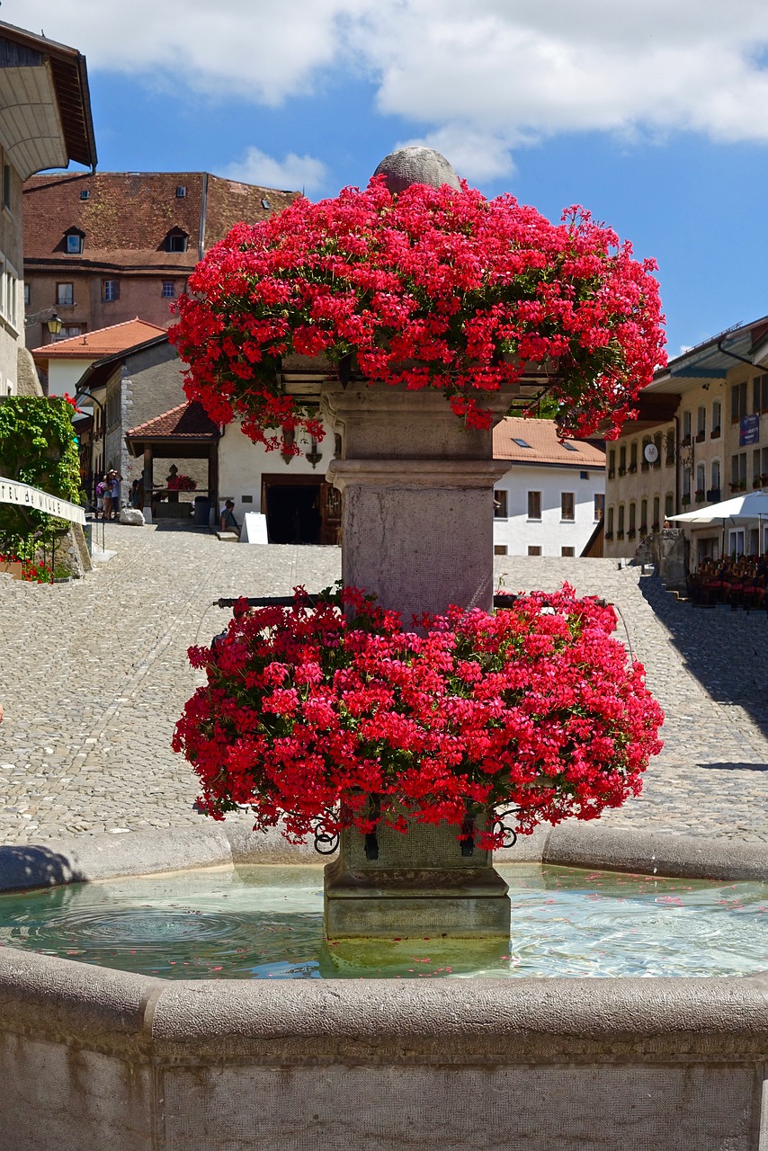 bloom  flowers  fountain free photo