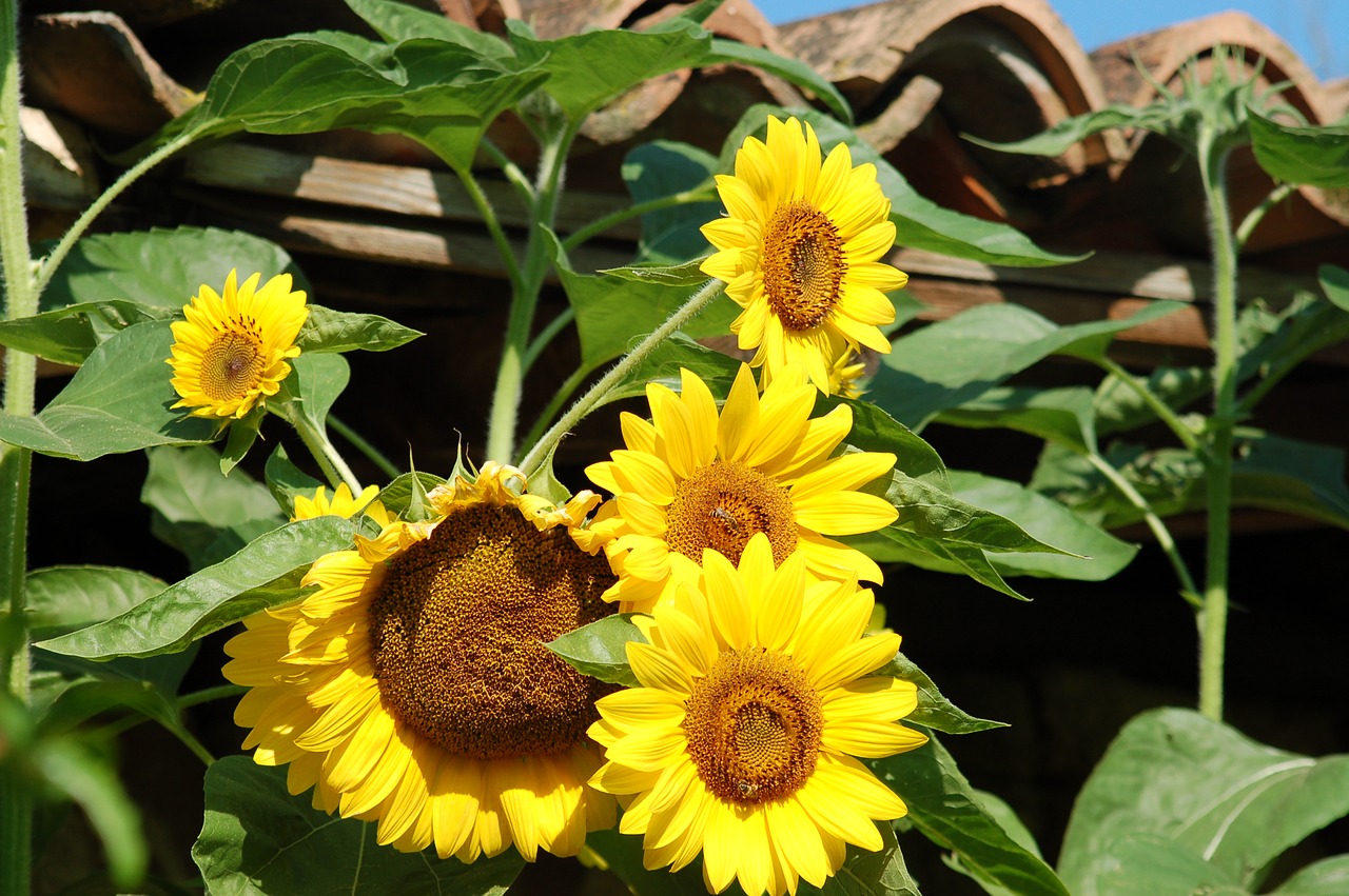 bloom  rural  sunflowers free photo