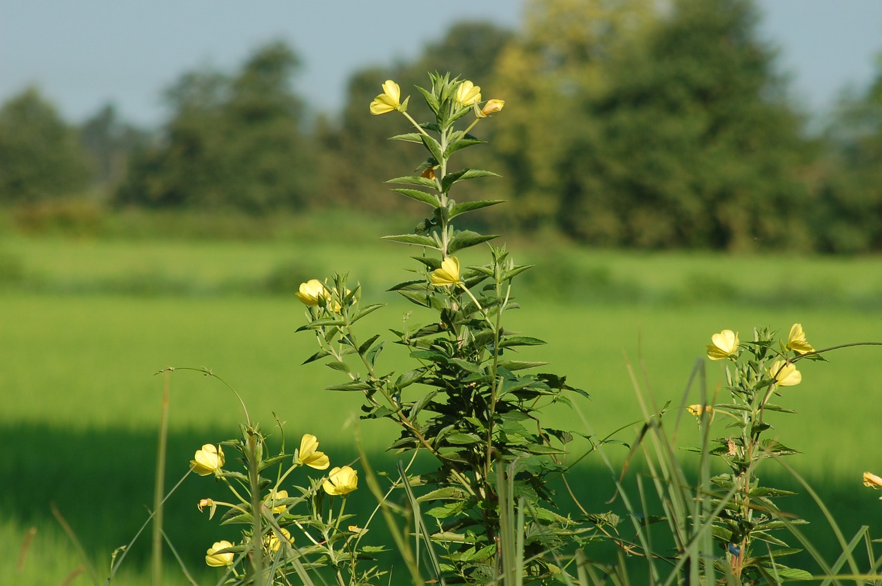 bloom  yellow flowers  nature free photo