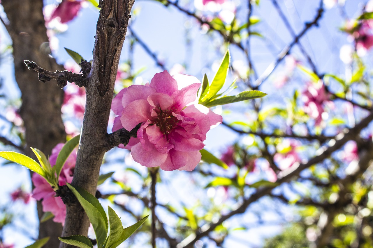 bloom  blossom  flower free photo