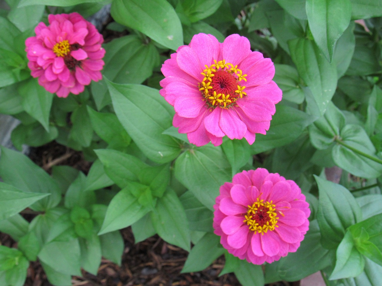 bloom  pink  flowers free photo