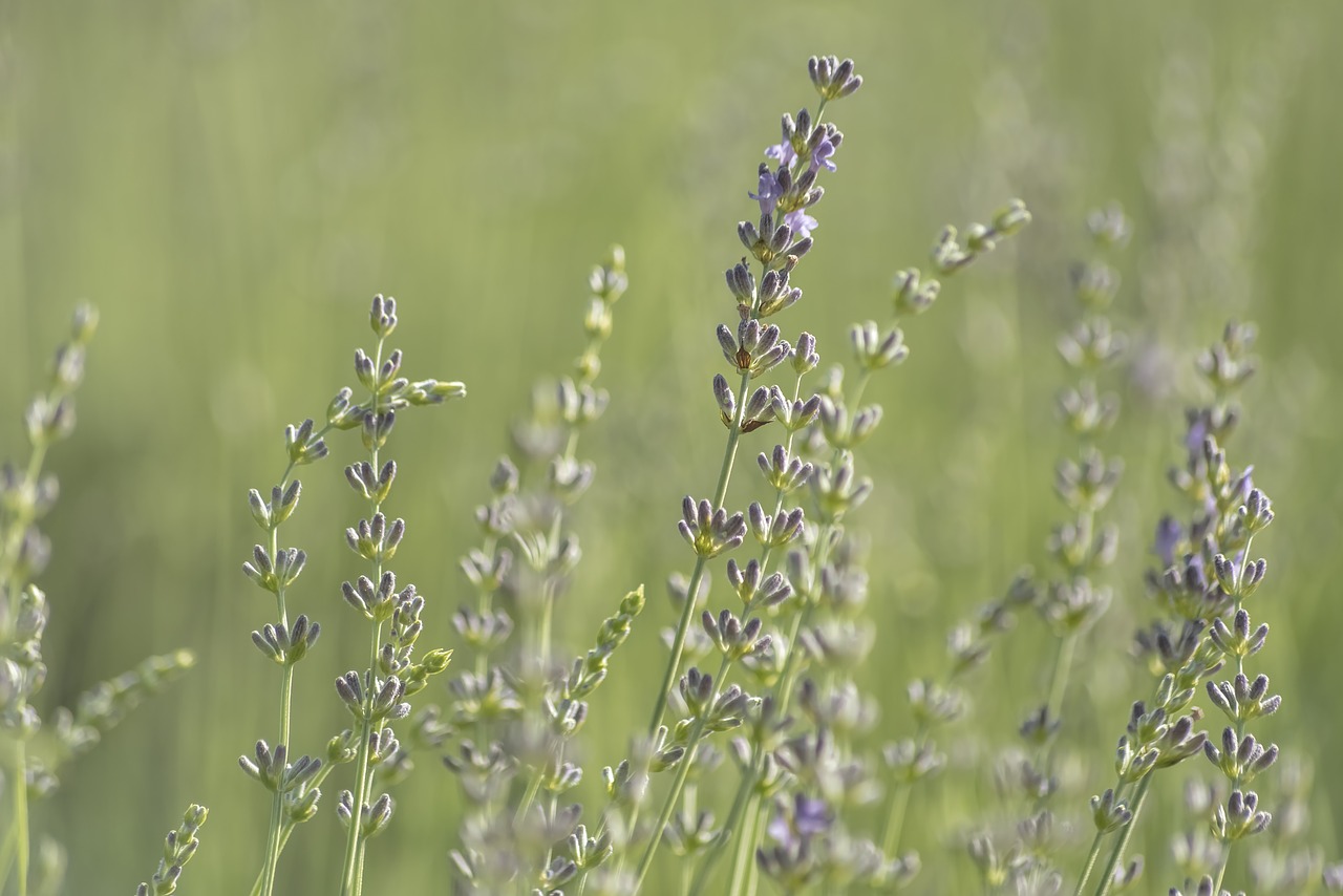 bloom  blossom  bokeh free photo