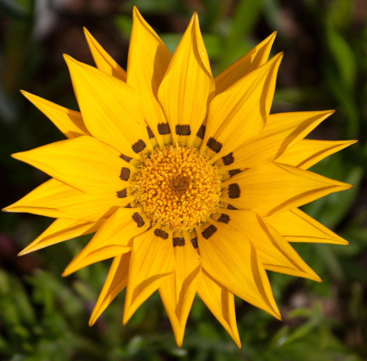 bloom flower yellow free photo