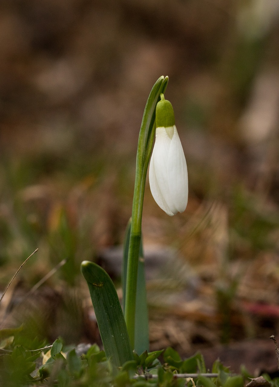 bloom  snowdrop  forest free photo