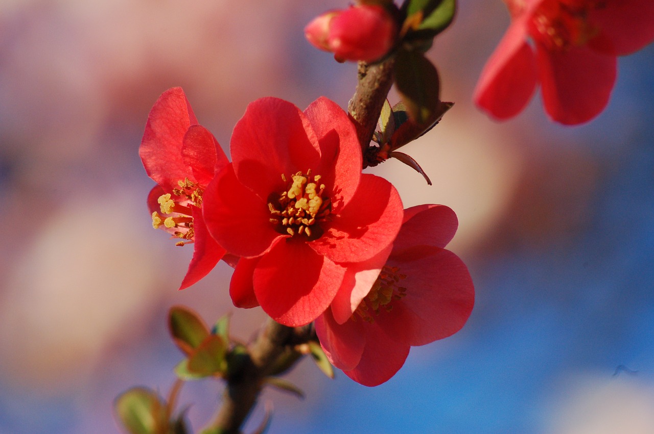 bloom  flowers  spring free photo