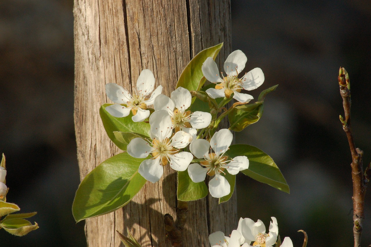 bloom  spring  flower free photo