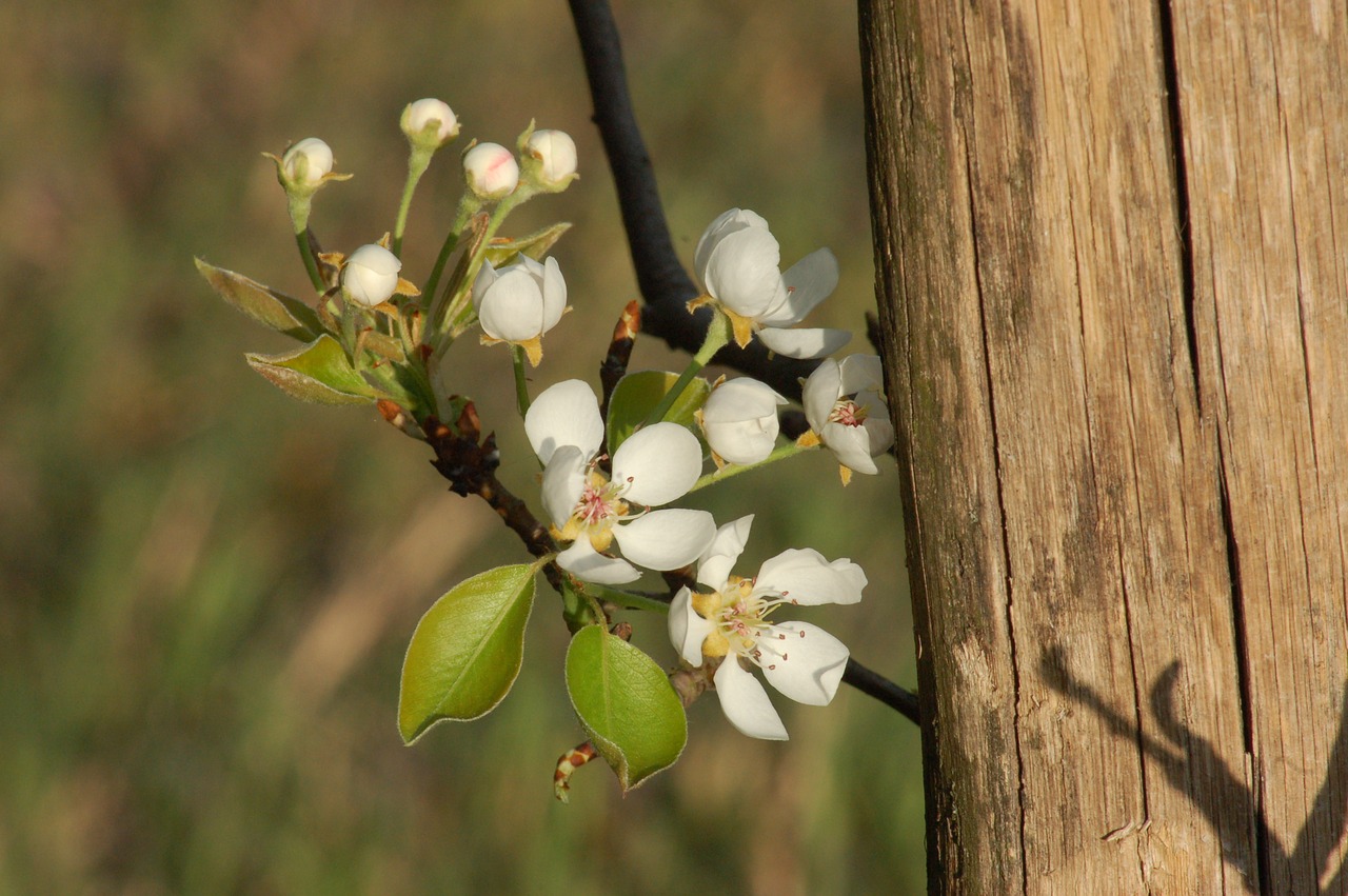 bloom  spring  orchard free photo