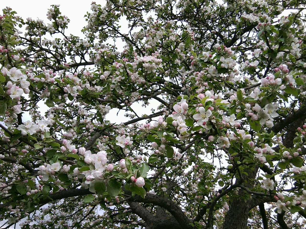 bloom apple tree apple tree flowers free photo