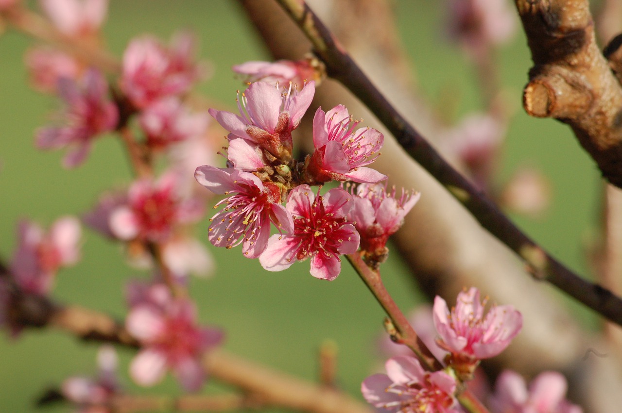 bloom  flowers  spring free photo