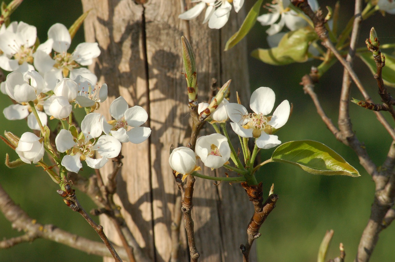 bloom  spring  flowers free photo