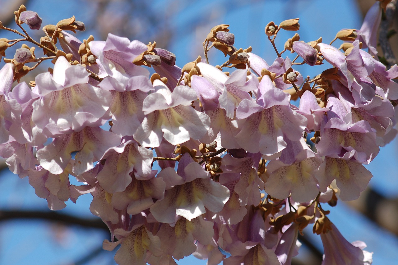 bloom  flowers  spring free photo