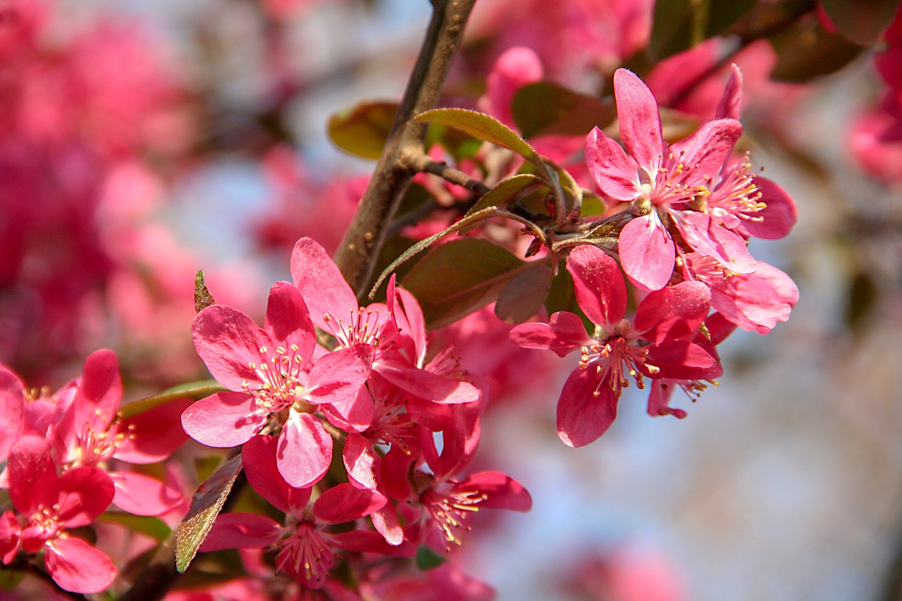 bloom  pink  nature free photo