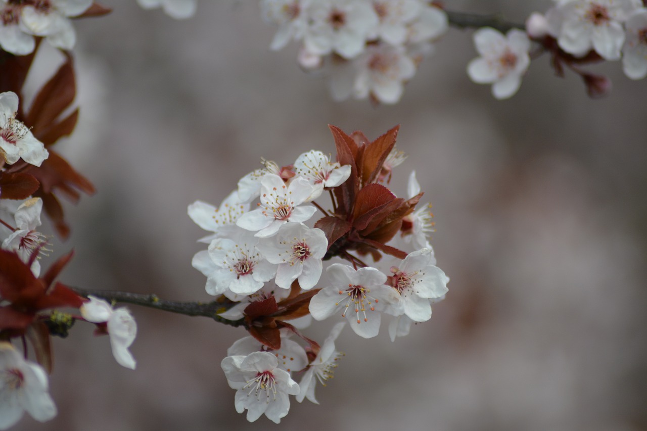 bloom  wood  cherry wood free photo