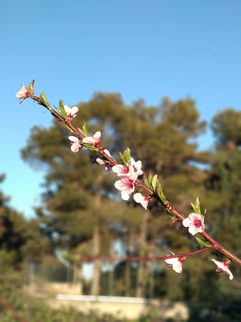 bloom  murgia  nature free photo