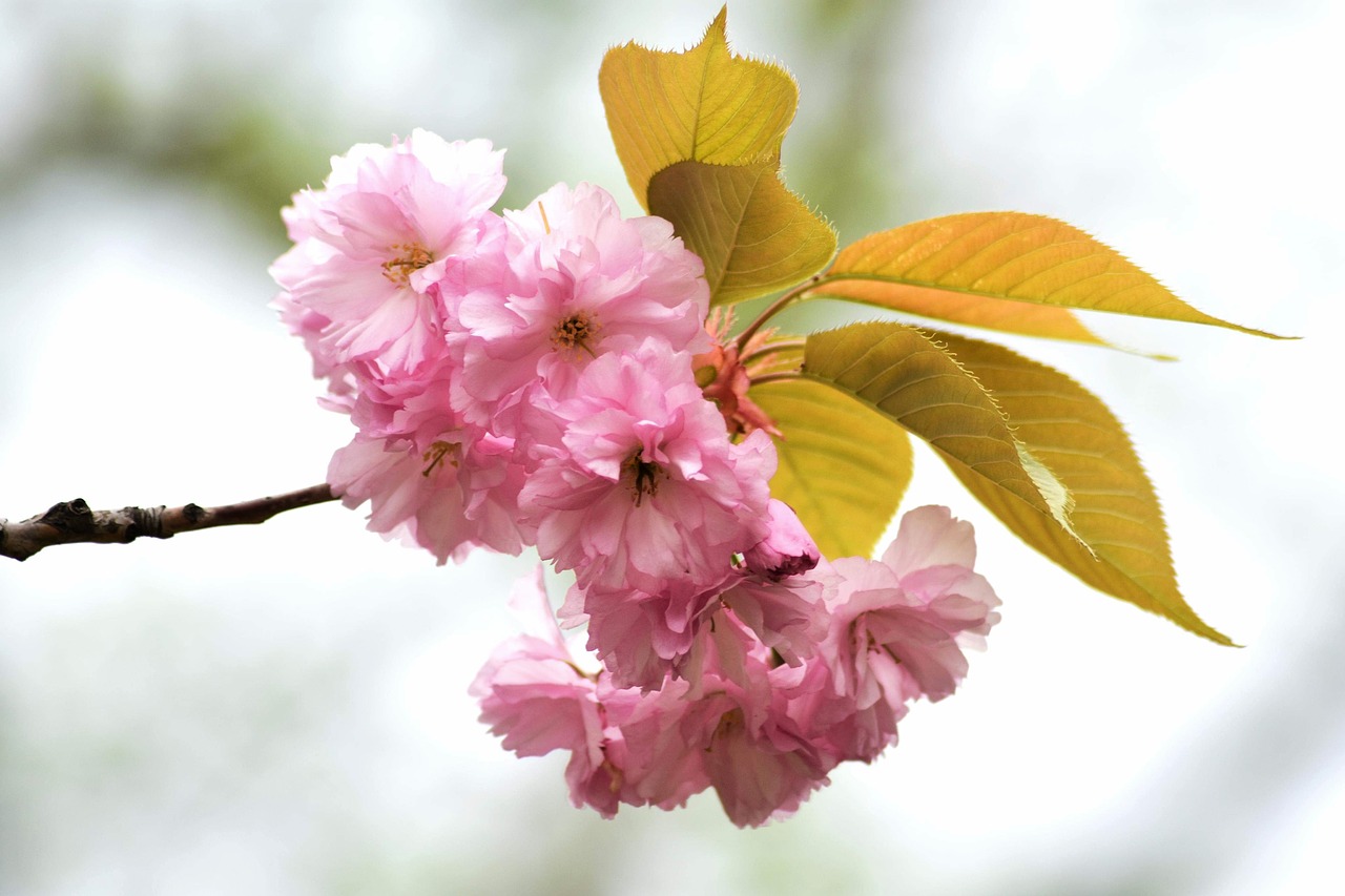 bloom  summer  cherry free photo