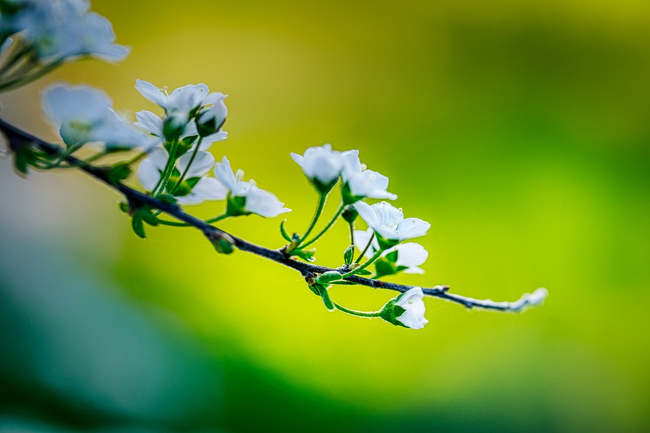 bloom  spring  branch free photo