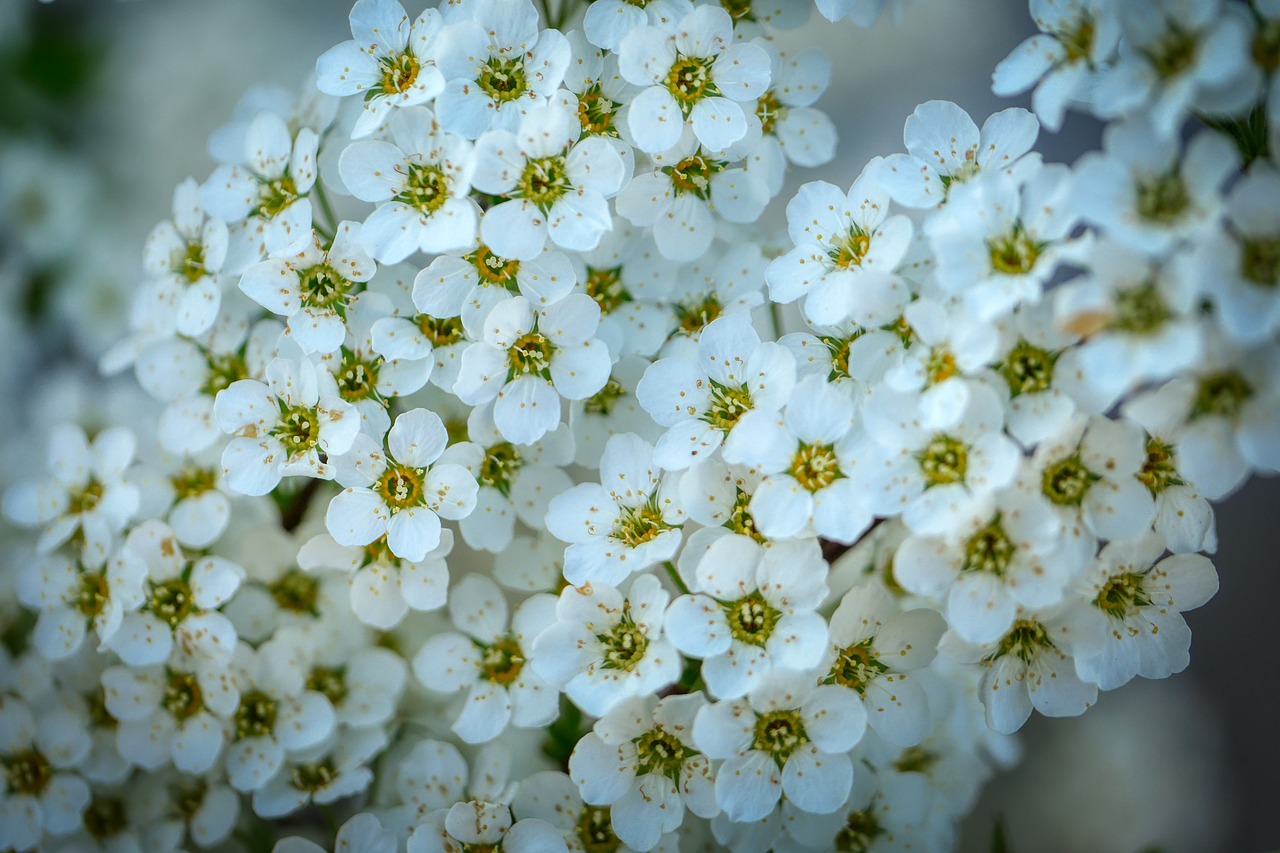 bloom  spring  branch free photo