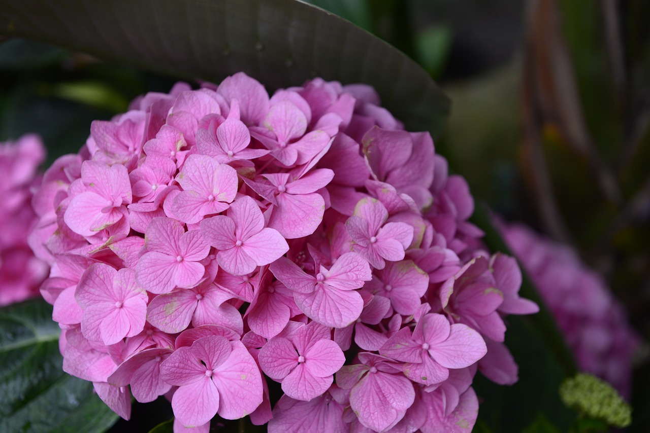 bloom  hydrangea  blossom free photo