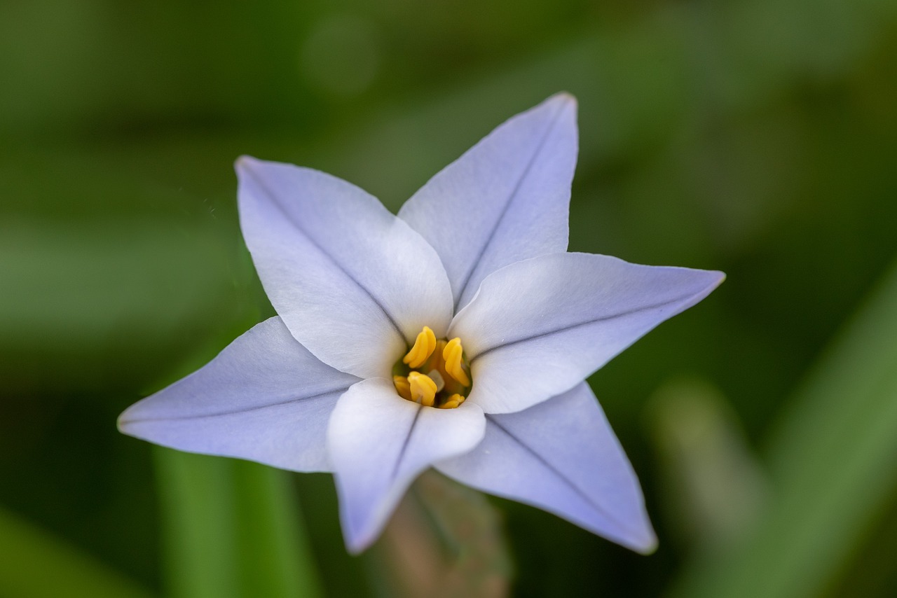 bloom  macro  nature free photo