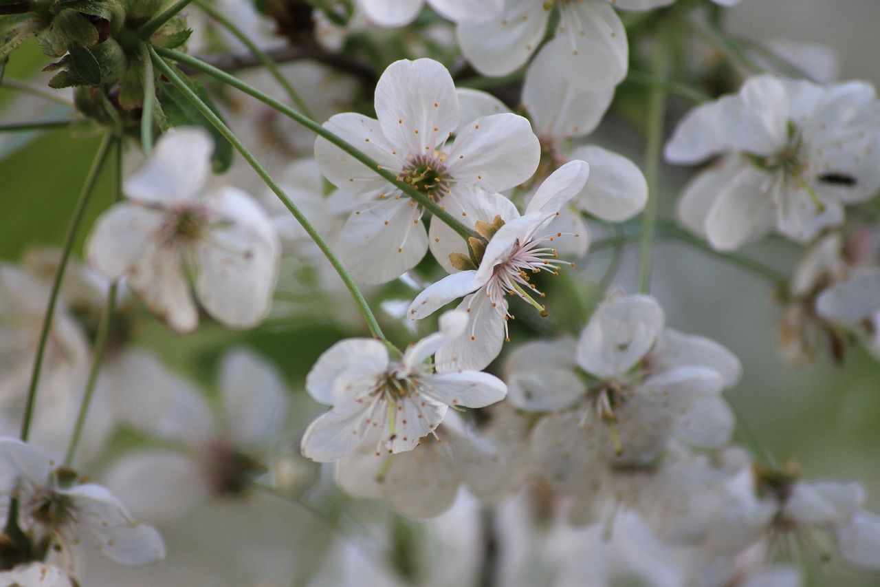 bloom  spring  tree free photo