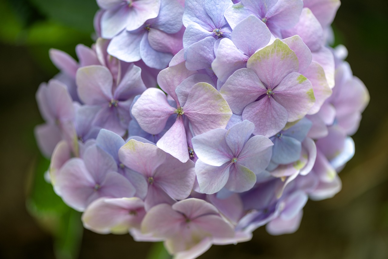 bloom  hydrangea  flower free photo