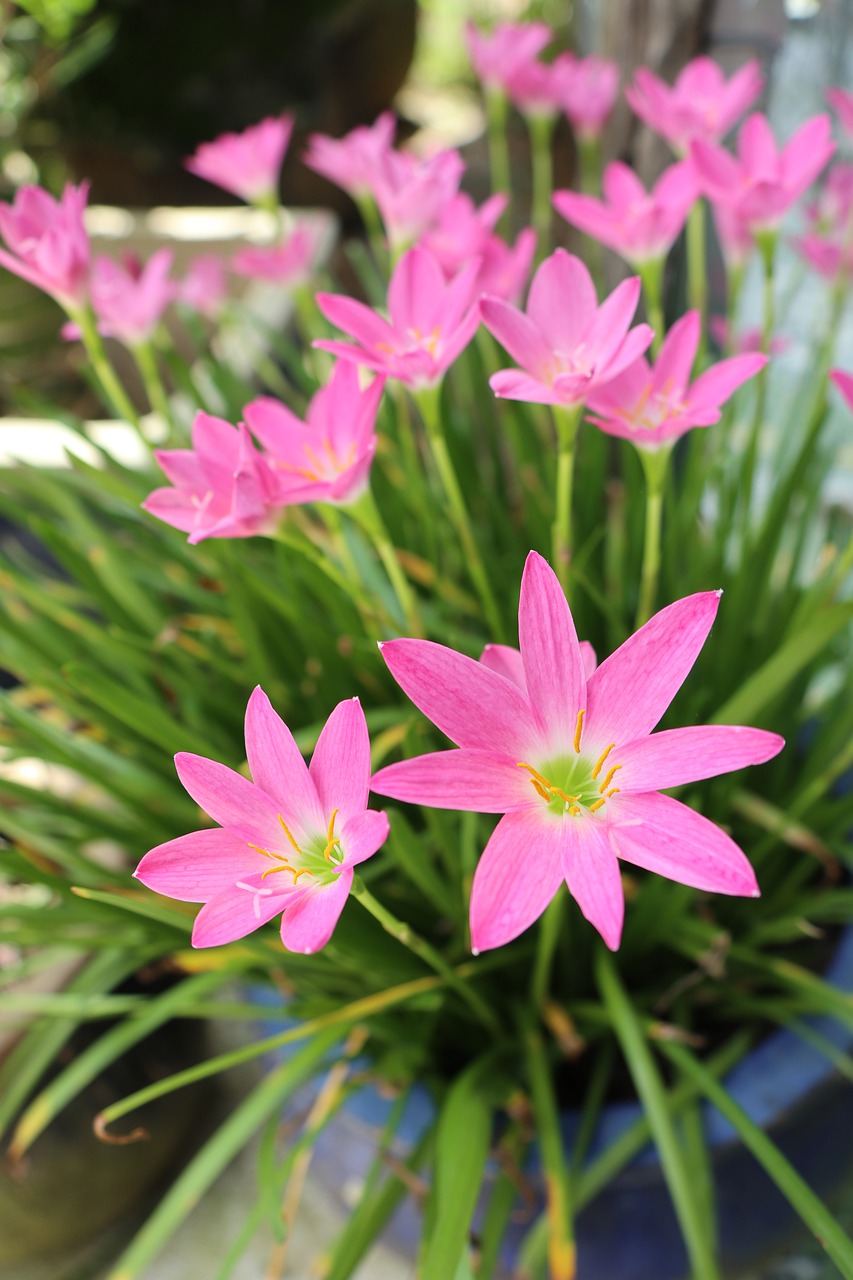 bloom  firework  pink flowers free photo