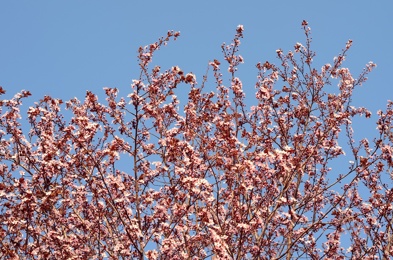 bloom tree nature free photo