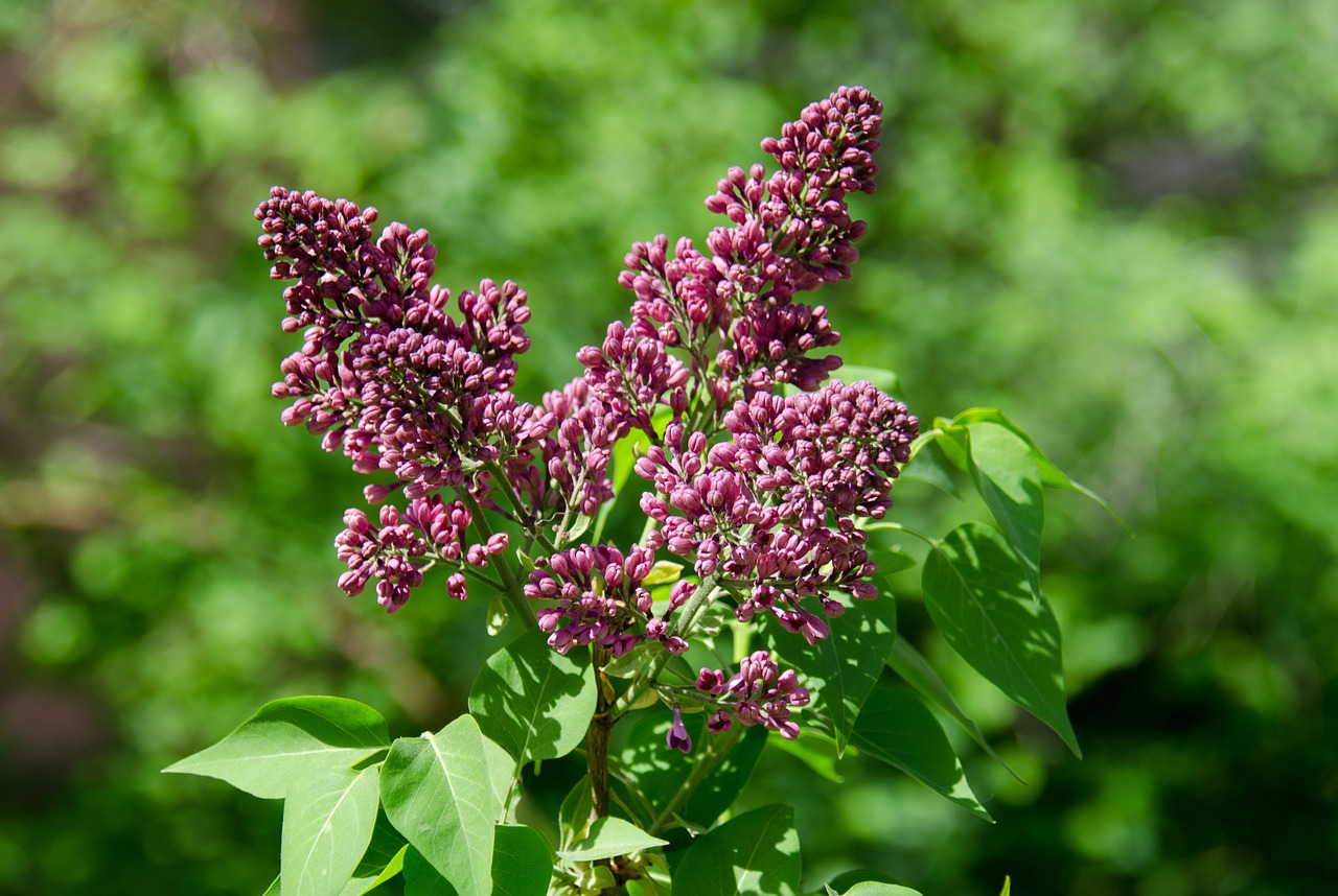 bloom lilac flowers free photo