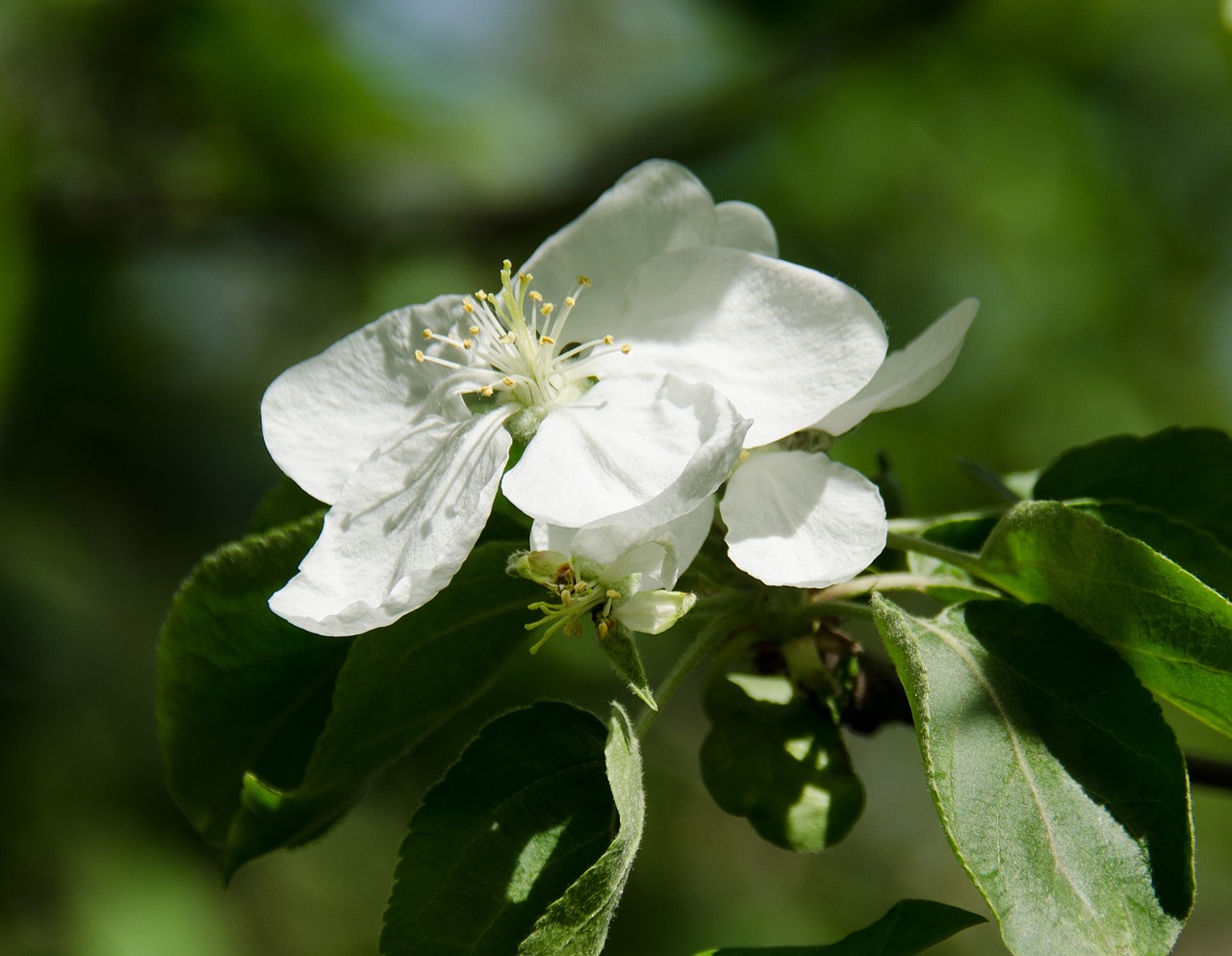 bloom flowers apple flower free photo