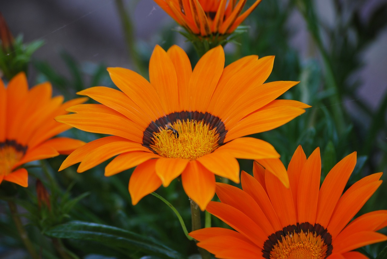 bloom orange flower bee free photo