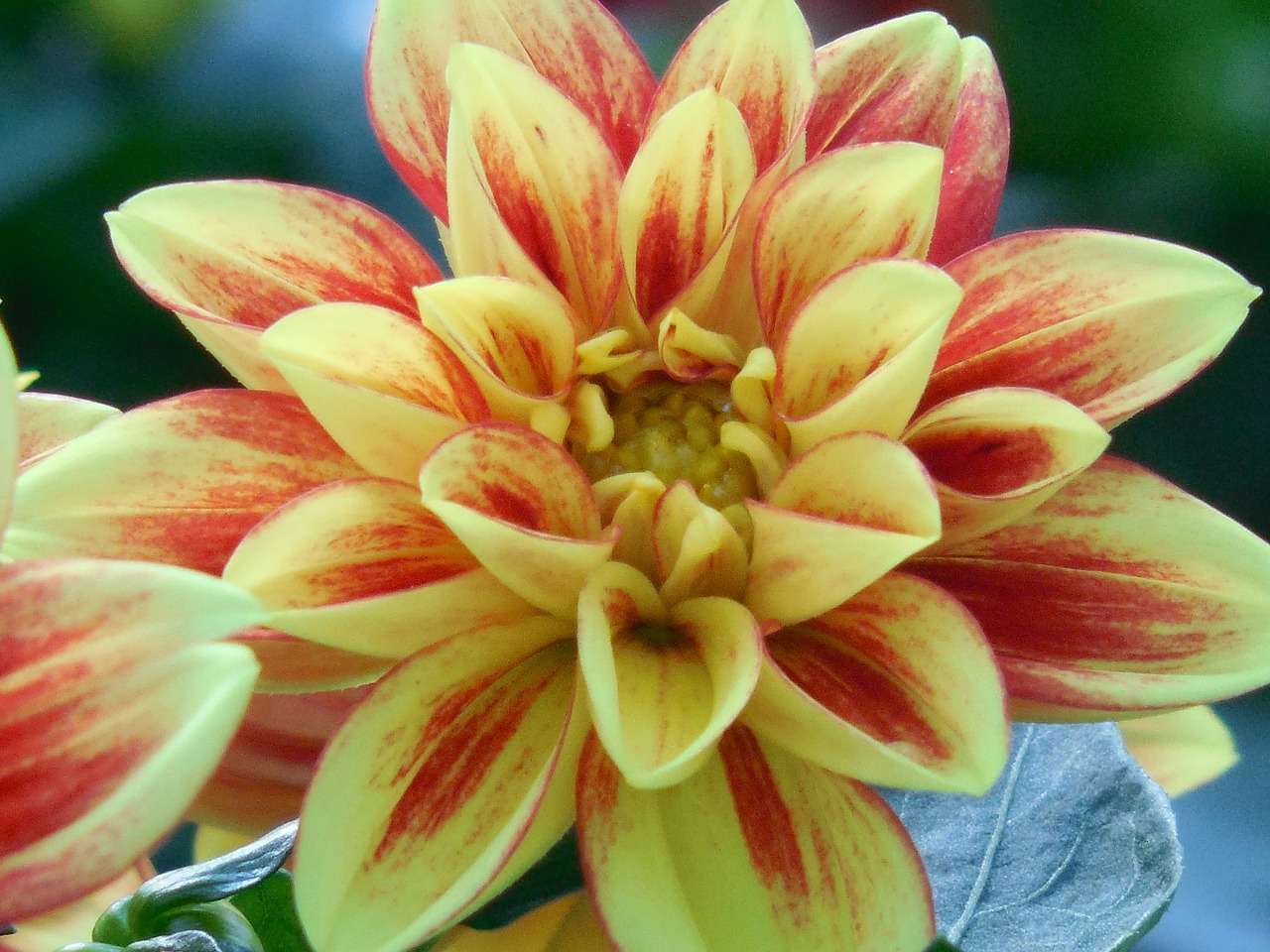 bloom dahlia summer free photo