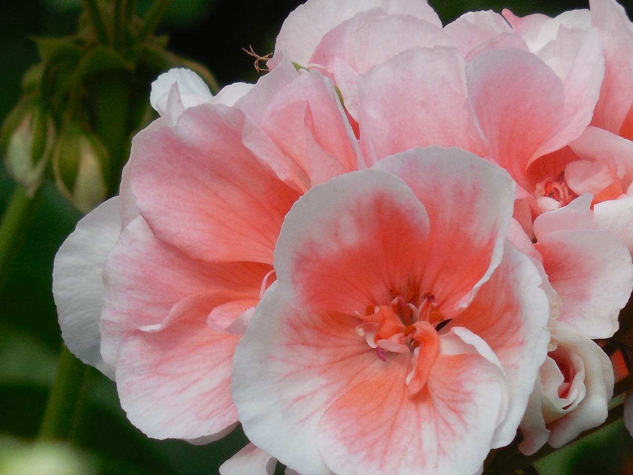 bloom geranium flower free photo