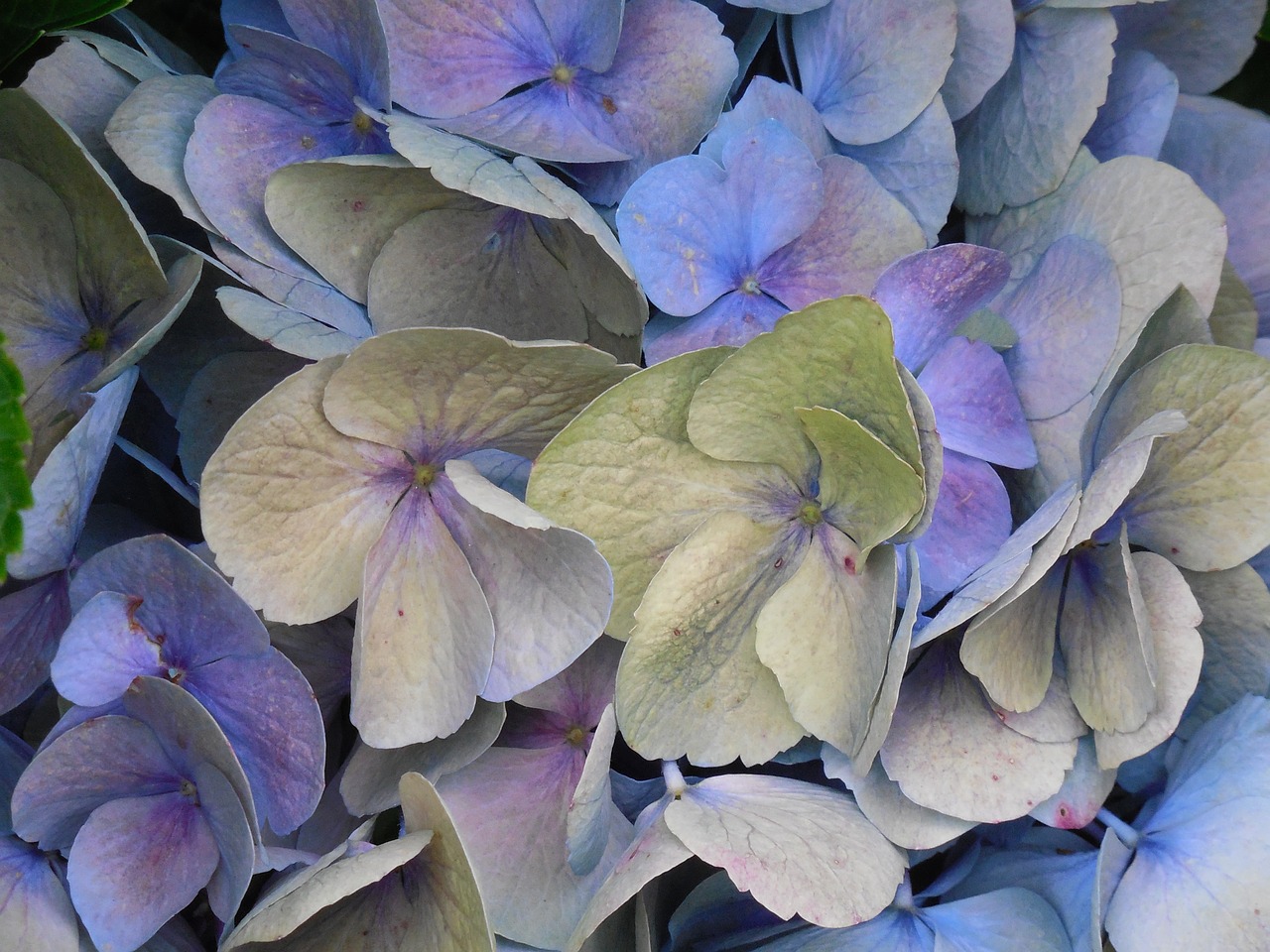 bloom hydrangea flower free photo