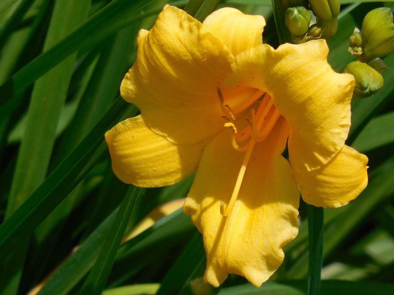 bloom day lily flower free photo