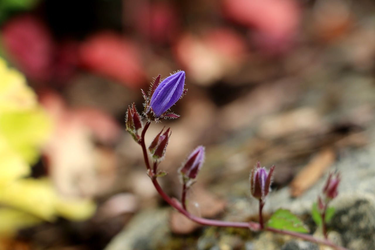 bloom nature plant free photo