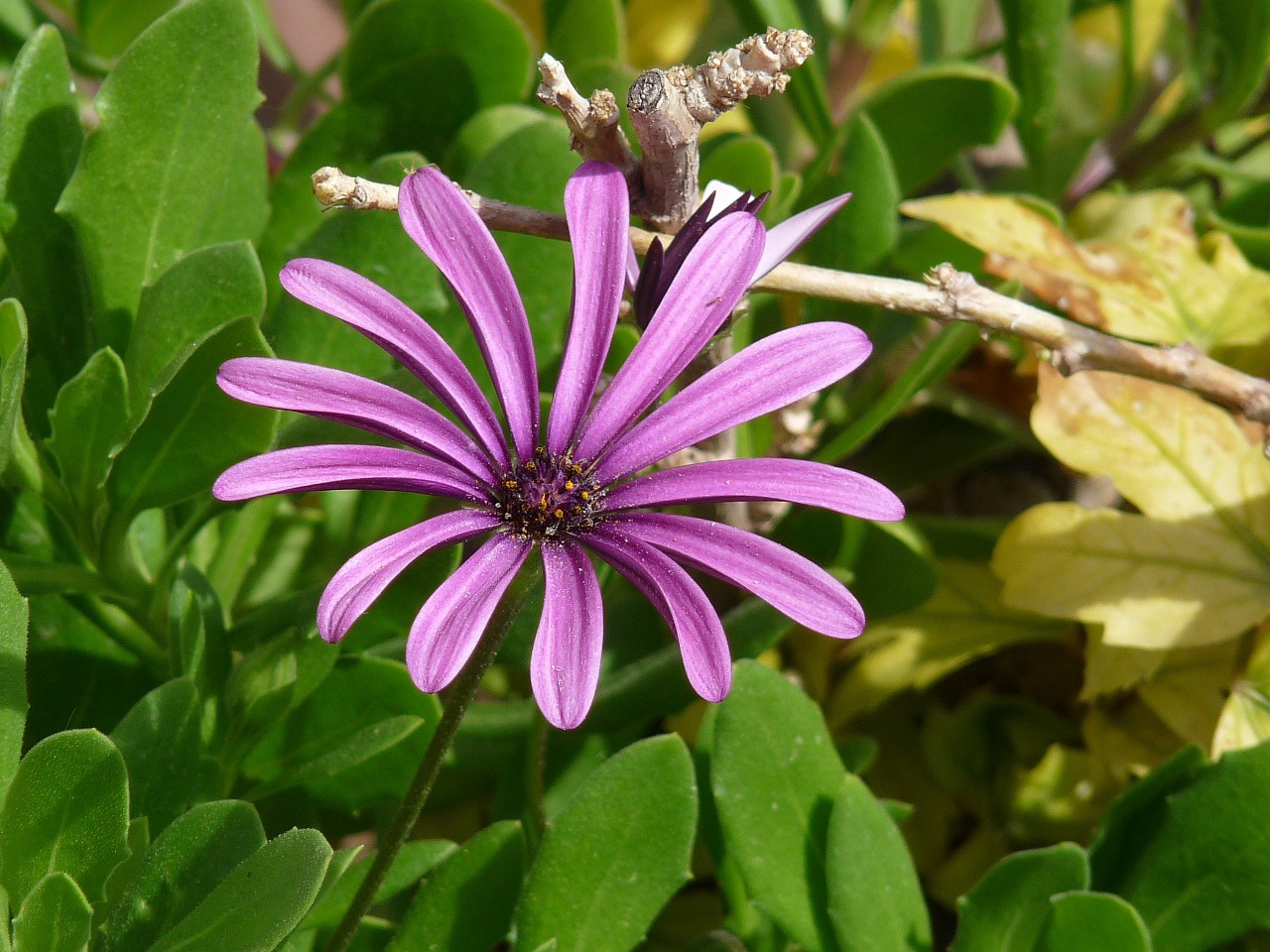 bloom flower daisy free photo