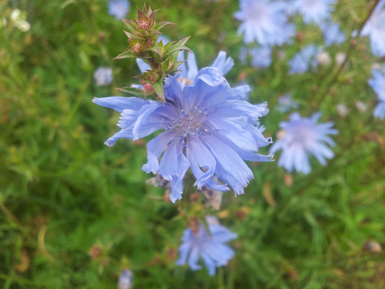 blue flower chicory free photo