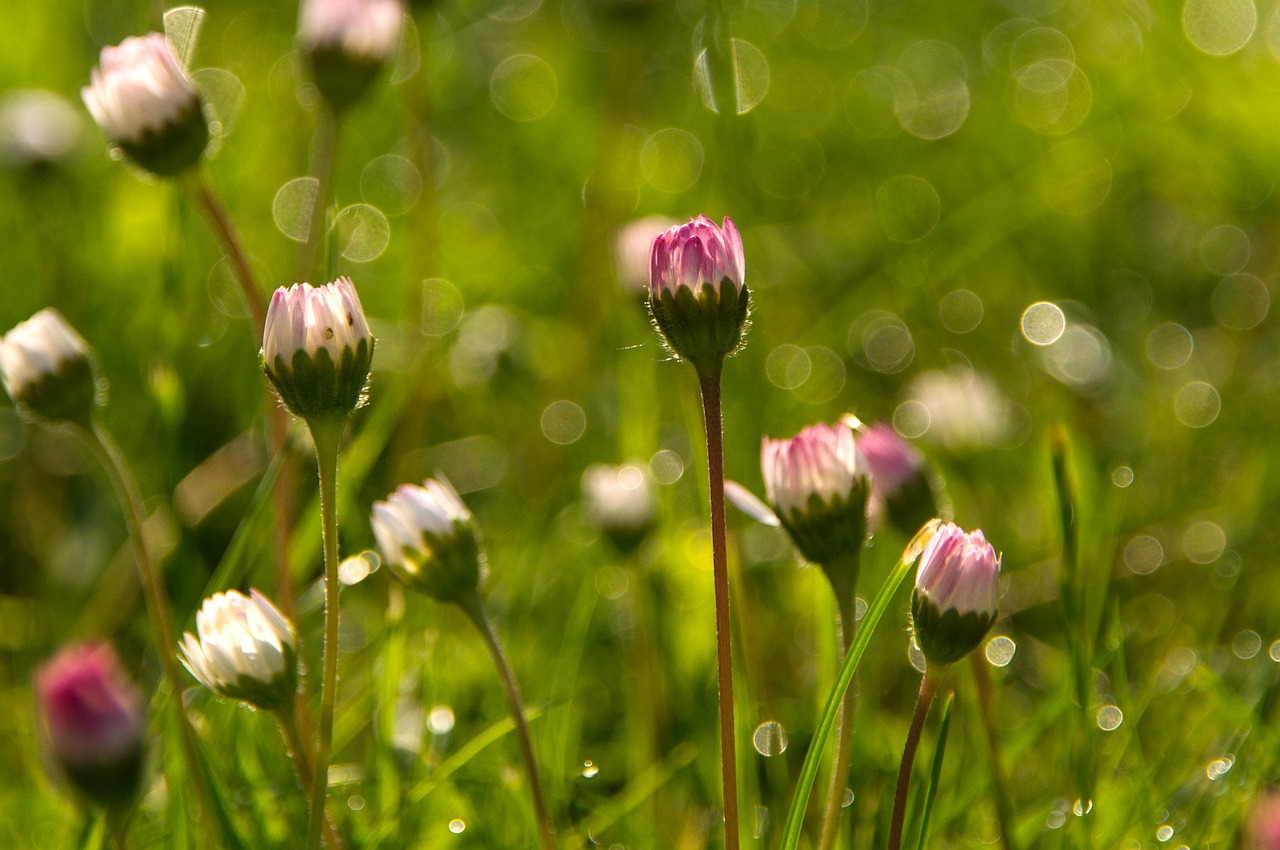 bloom closed  bokeh  meadow free photo