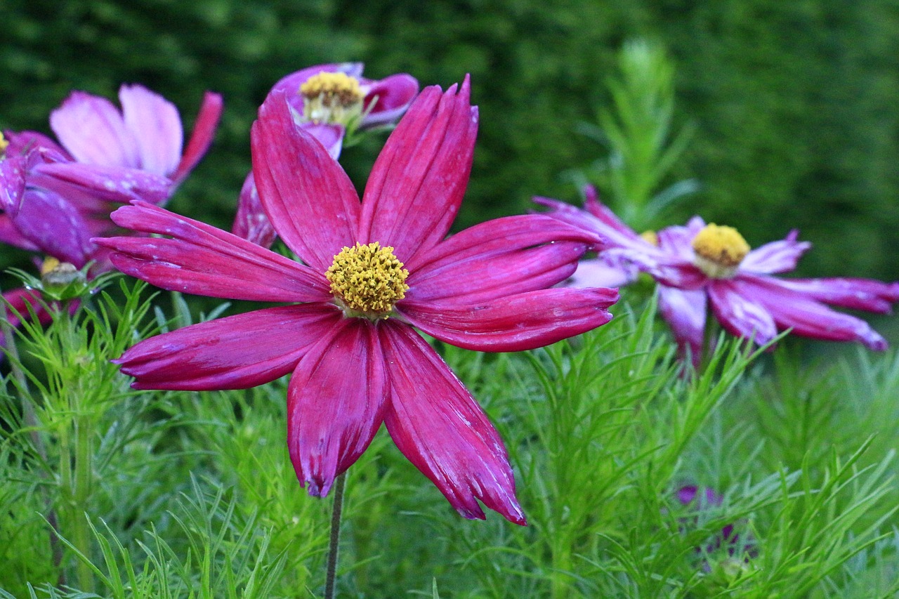 bloom pink close-up flower plant free photo