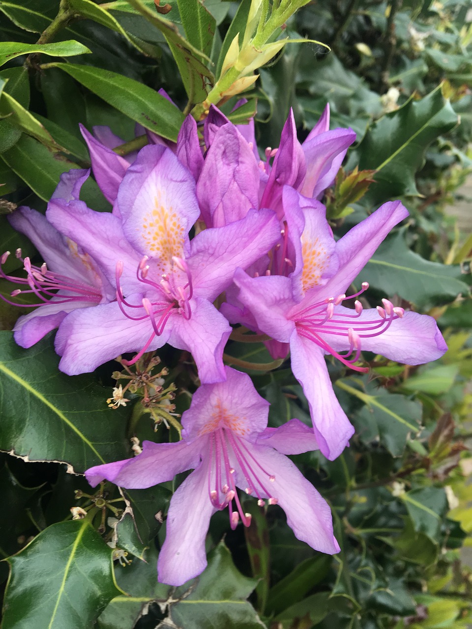 bloomed  pink  yellow free photo