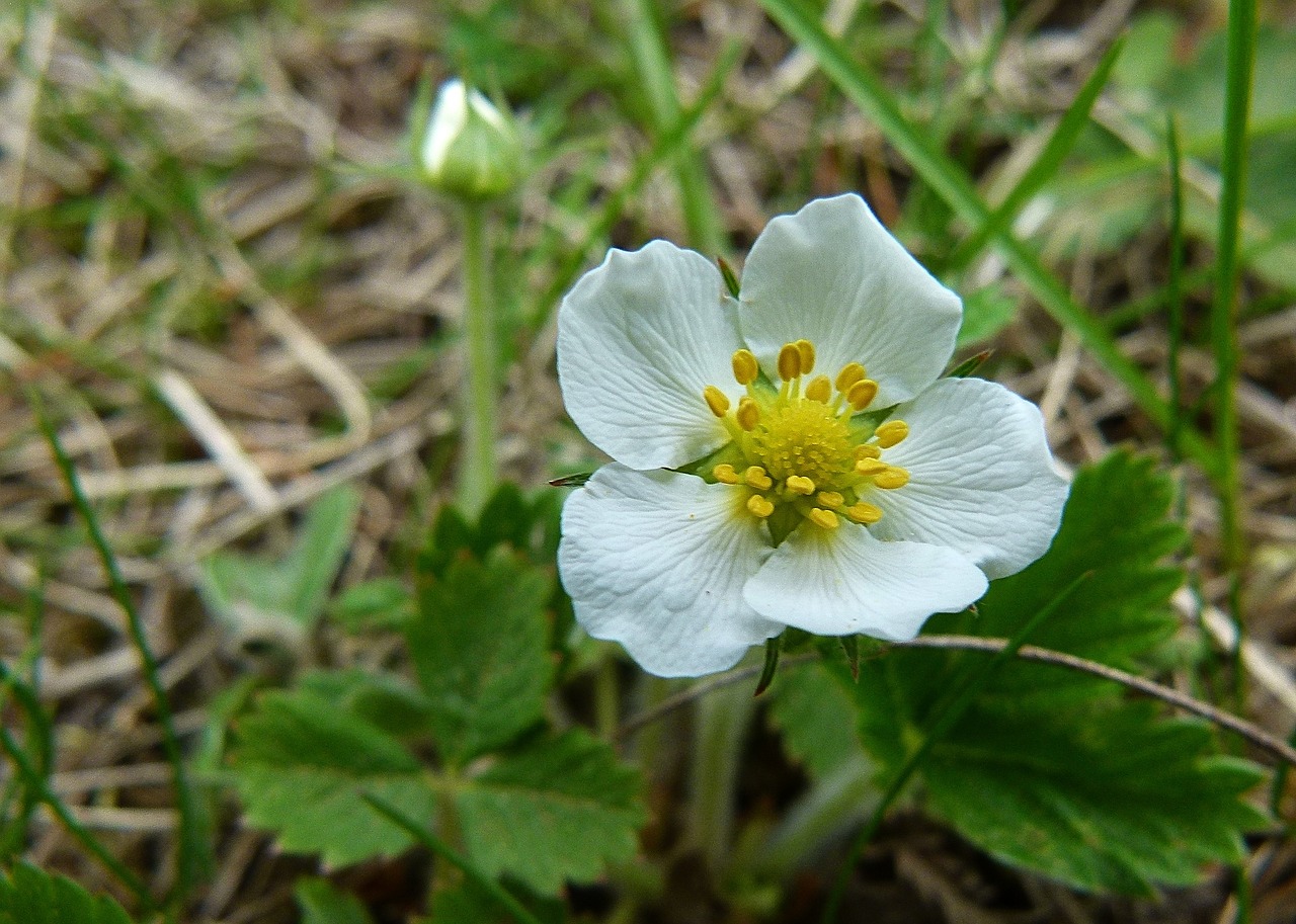 blooming flower wild strawberry free photo