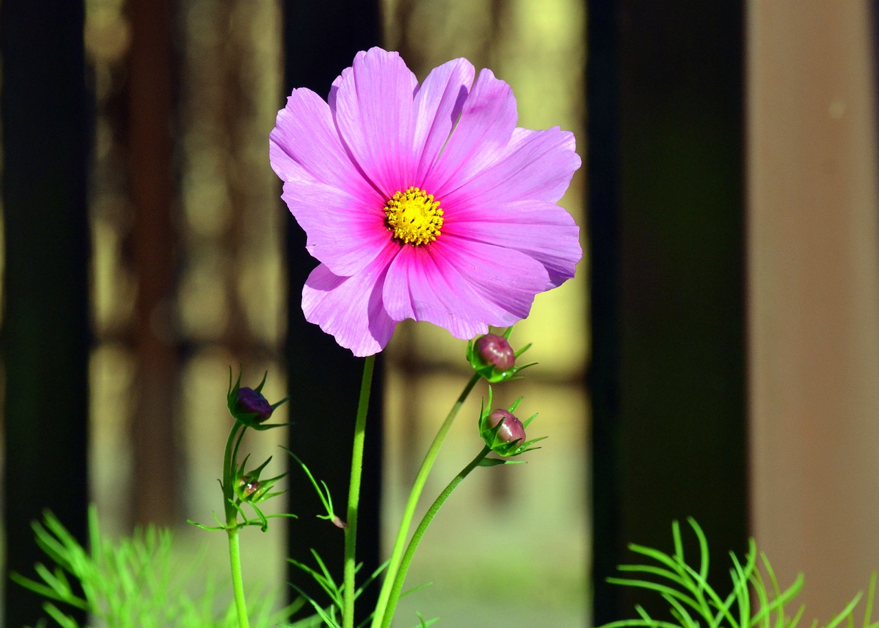 blooming spring pink free photo