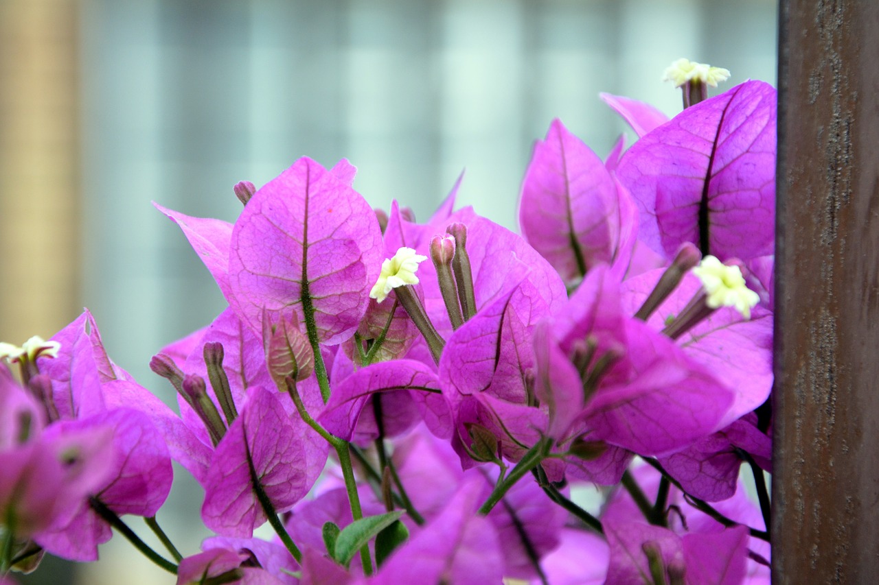 bougainvillea blooming pink free photo