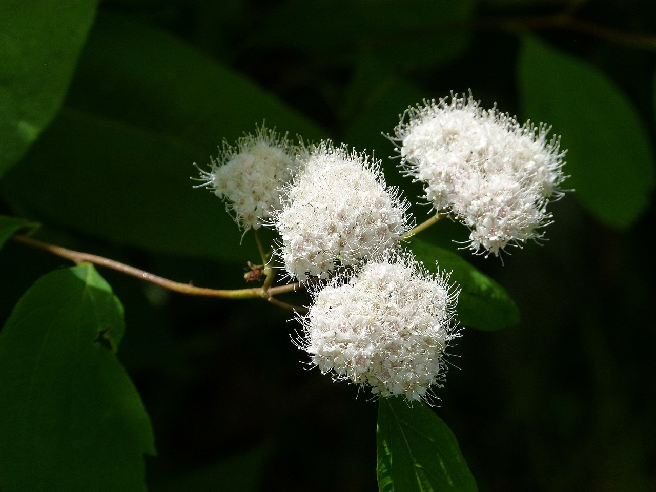 blooming bush close-up free photo