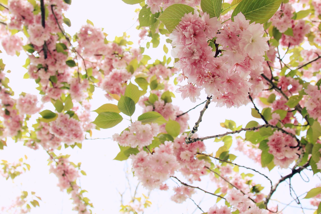 blooming branch bright free photo