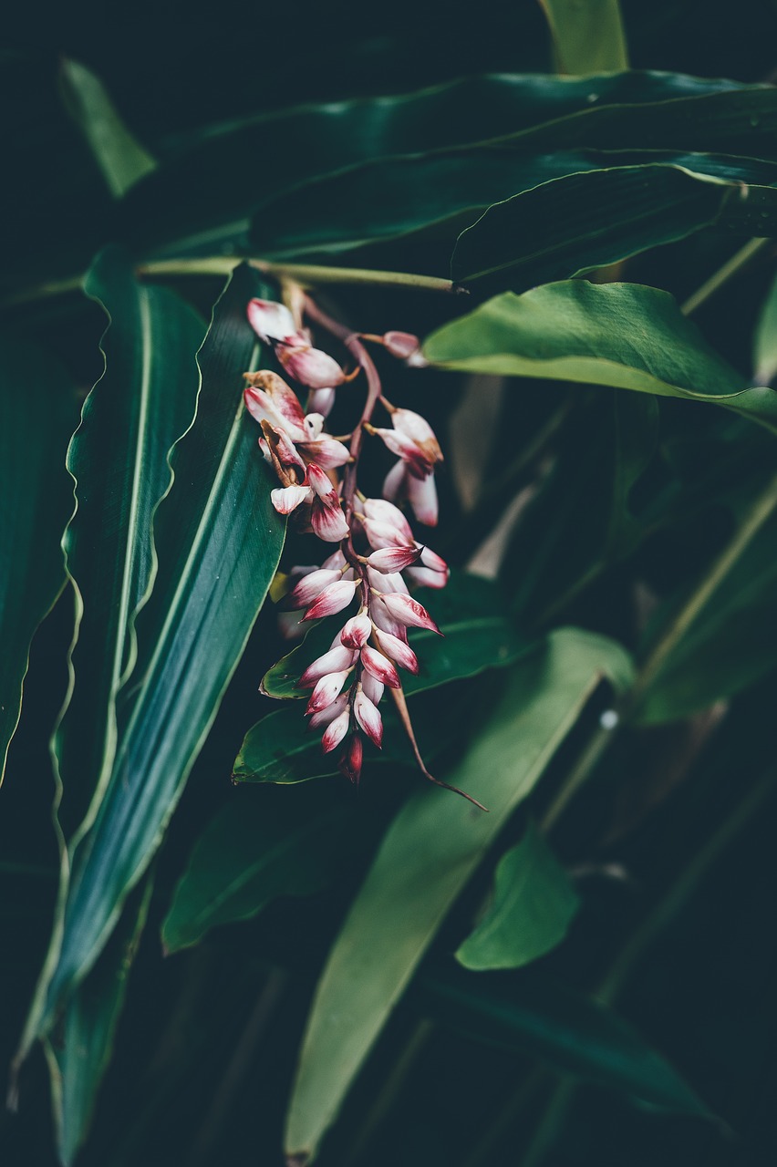 blooming botanical close-up free photo