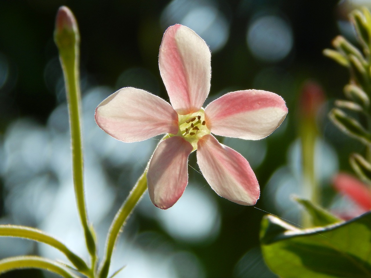 blooming flower nature free photo