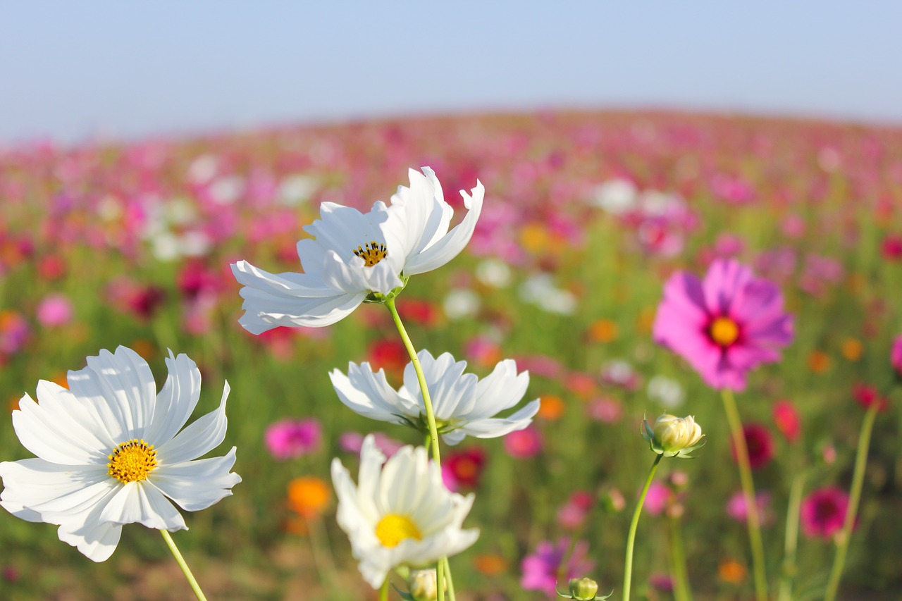 blooming cosmos flower autumn free photo
