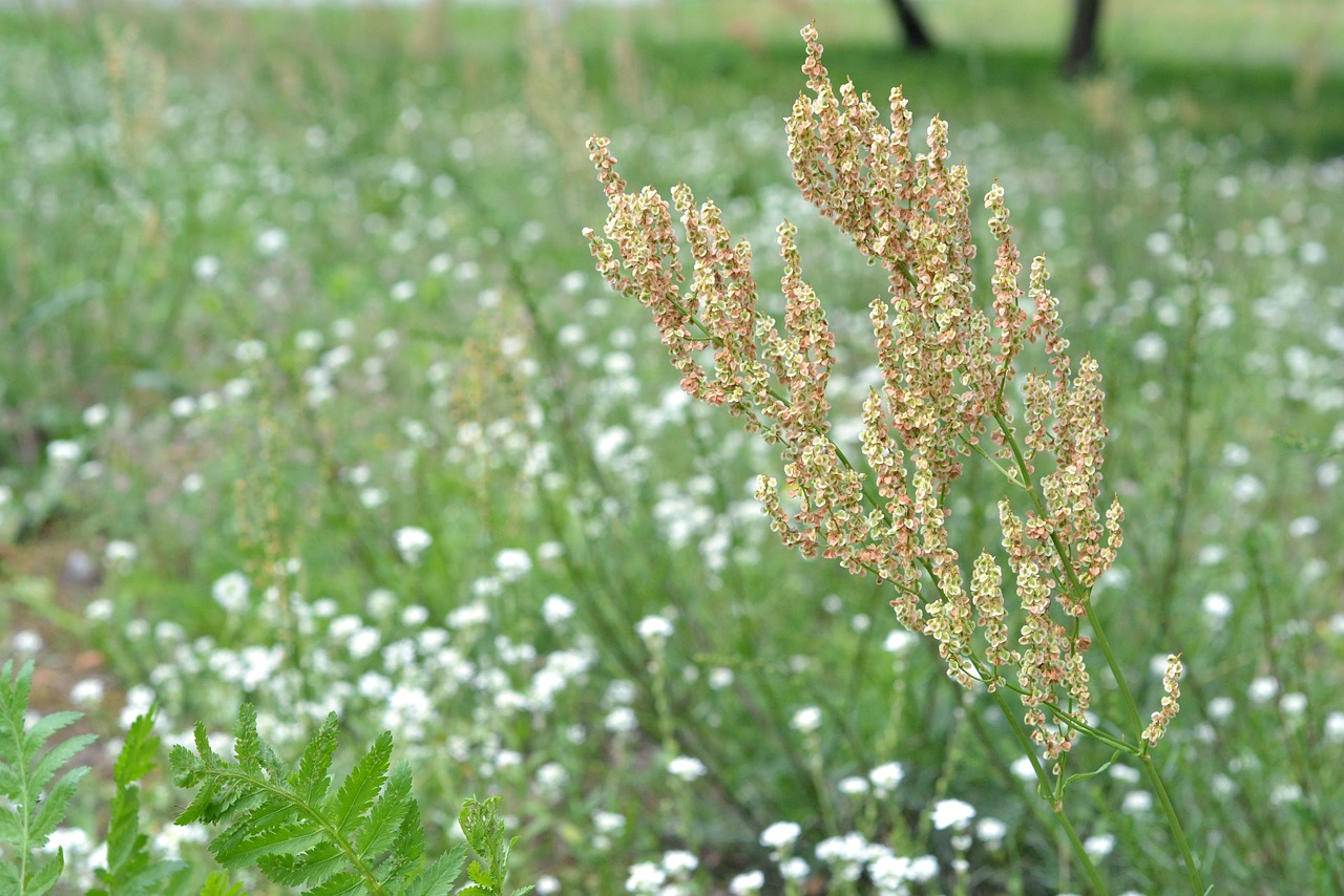 blooming meadow field free photo