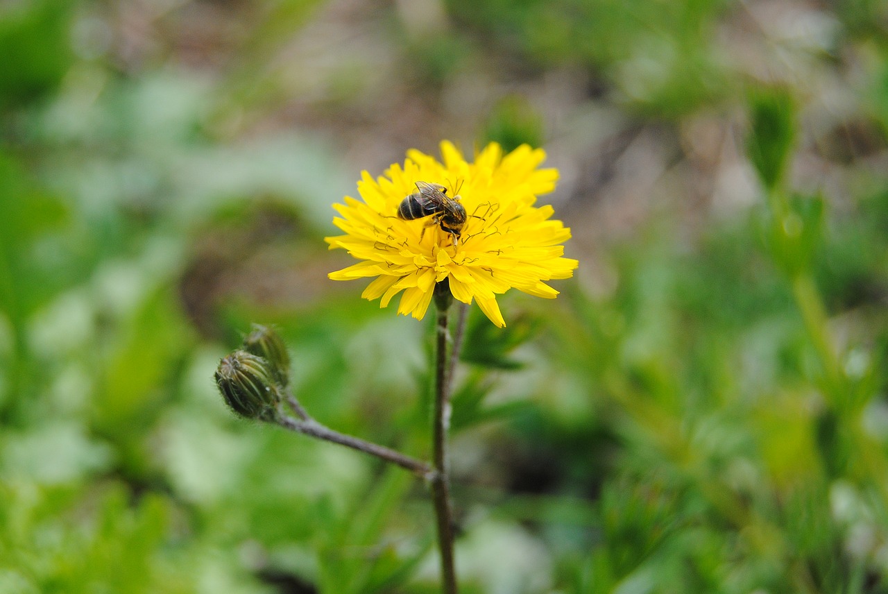 blooming bee natural free photo